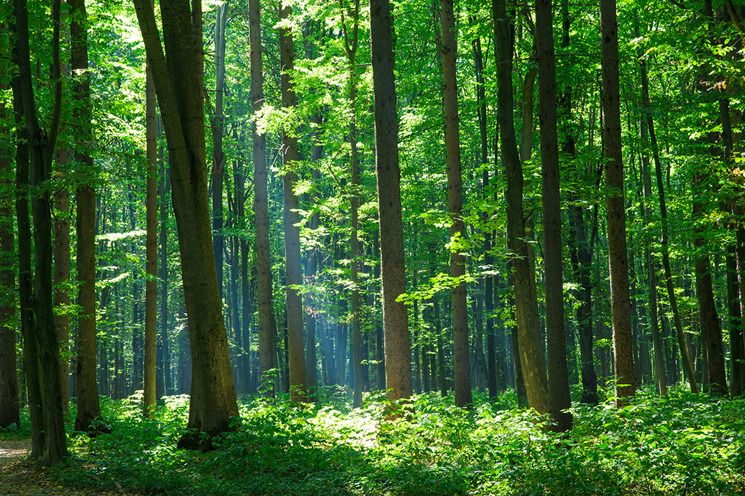 Baumkontrolle Wald