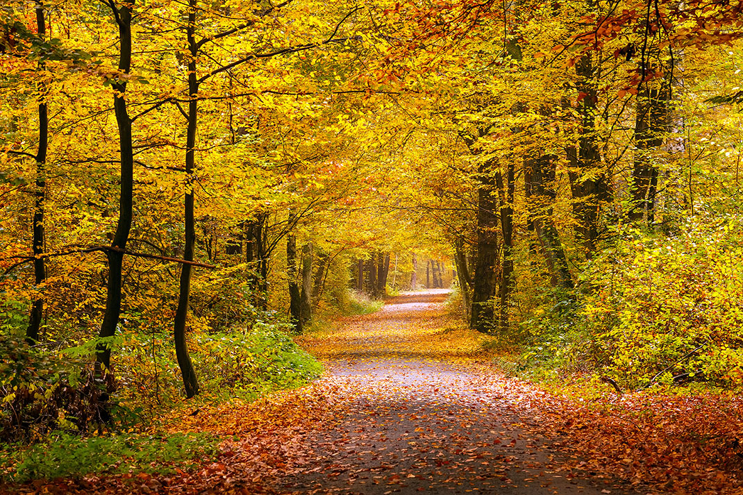 Kontakt Waldweg Herbst